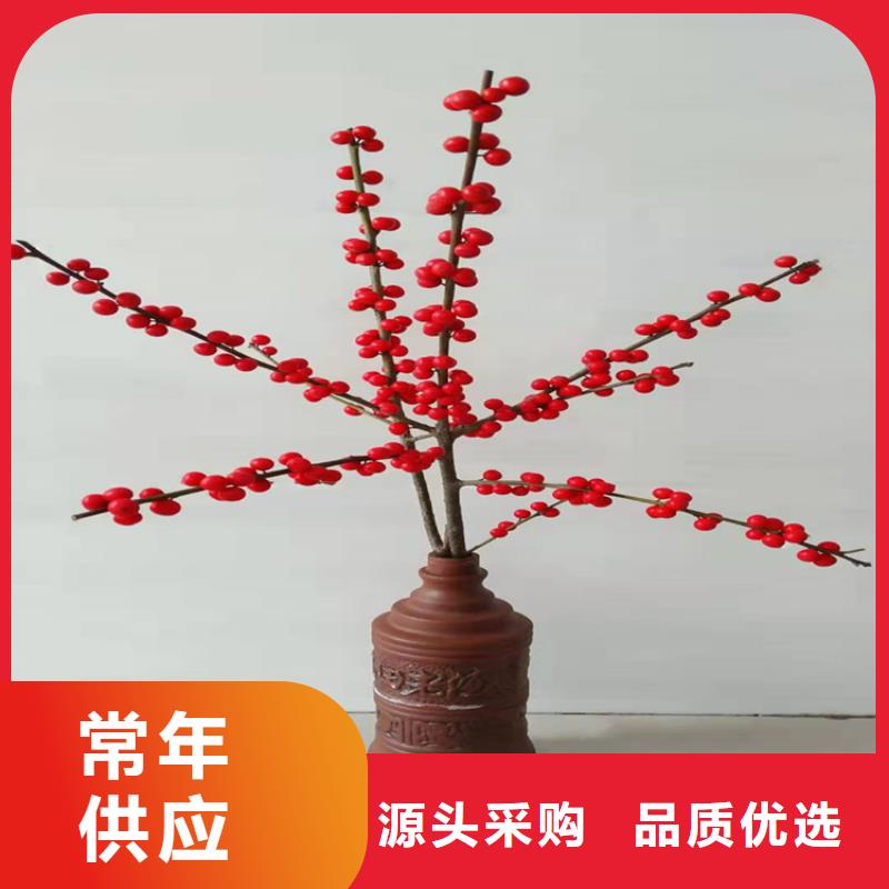 【 北美冬青-桃树苗诚信商家】轩园石榴树苗