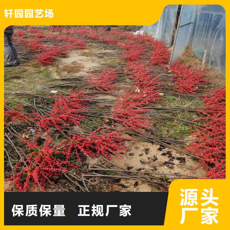 【 北美冬青-桃树苗诚信商家】轩园石榴树苗
