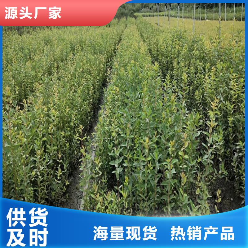 北美冬青樱桃苗精工制作