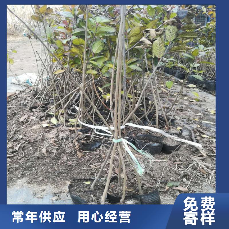 【 北美冬青-桃树苗诚信商家】轩园石榴树苗