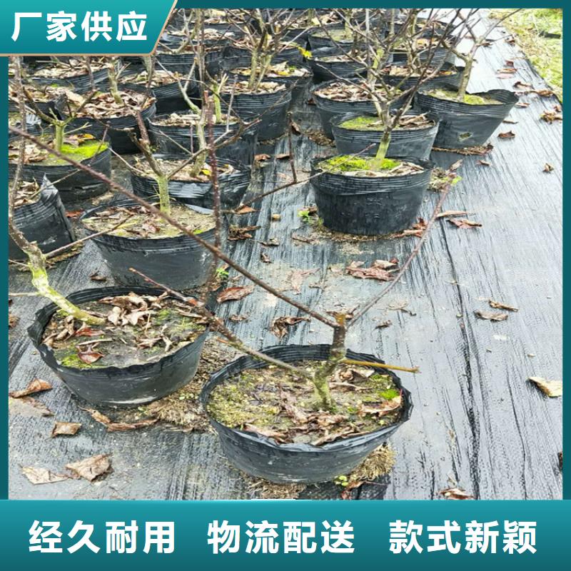 北美冬青樱桃苗自有生产工厂