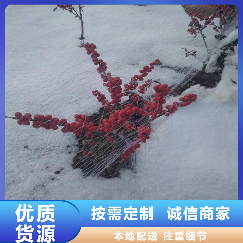 北美冬青桃树苗定金锁价