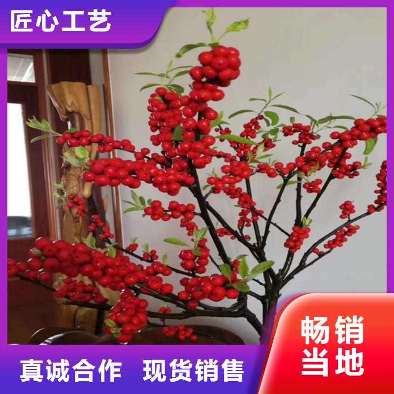 轩园石榴树苗【 北美冬青 蓝莓苗支持加工定制】28354.com