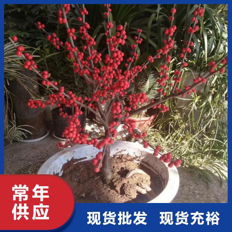 【 北美冬青-桃树苗诚信商家】轩园石榴树苗