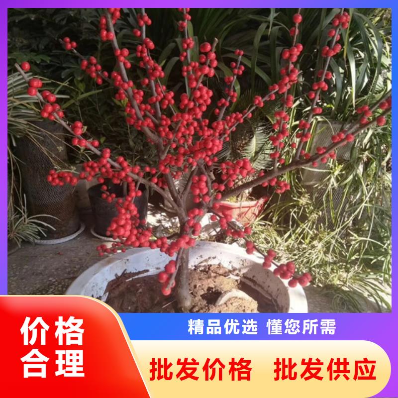 |渝水|分宜|赣州|抚州|吉安|南昌|宜春|九江|上饶轩园【 北美冬青 蓝莓苗支持加工定制】