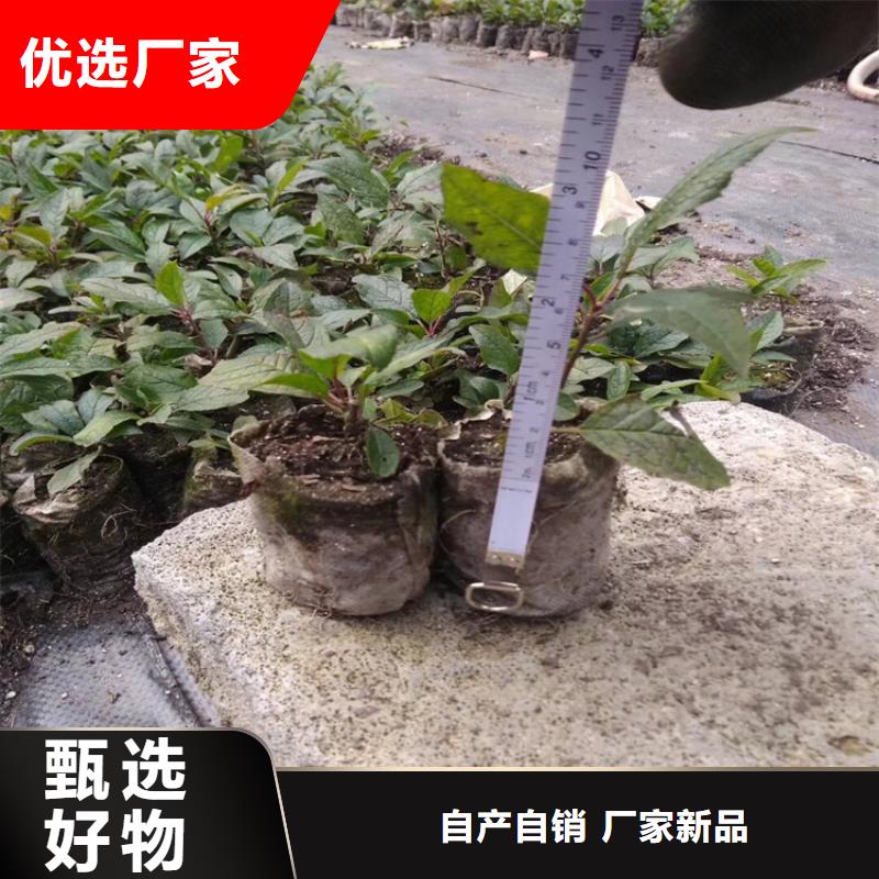 北美冬青,板栗苗好厂家有担当