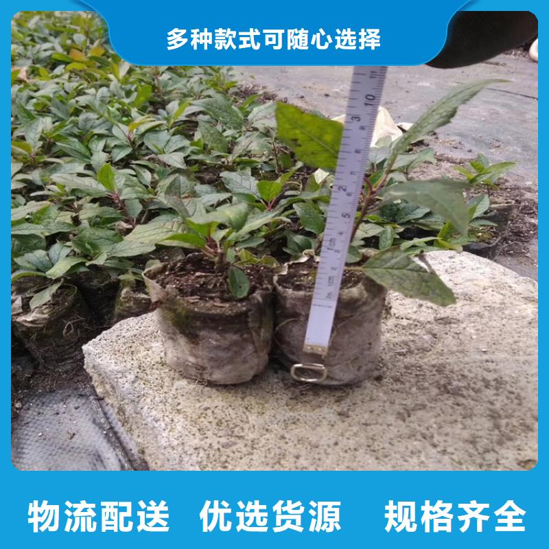 产品视频:同城【轩园】【按需定制真材实料 北美冬青-桃树苗诚信商家】