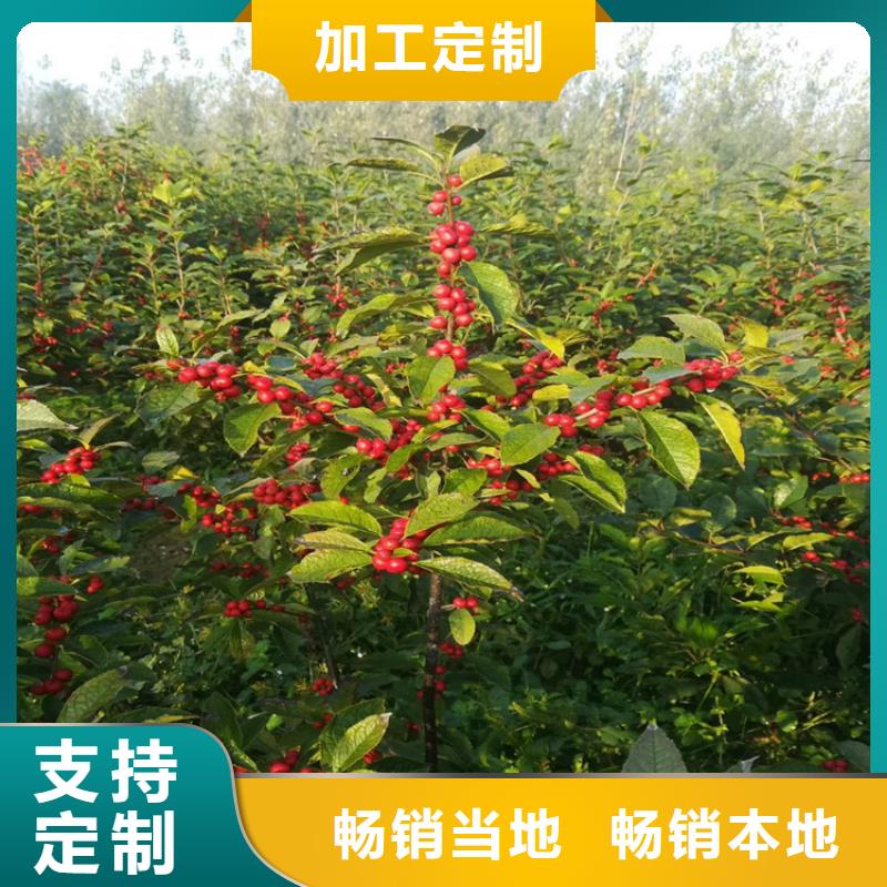 轩园石榴树苗【 北美冬青 蓝莓苗支持加工定制】28354.com