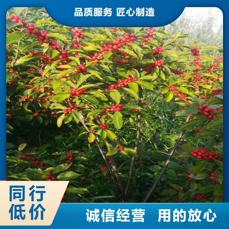 北美冬青苹果苗敢与同行比价格
