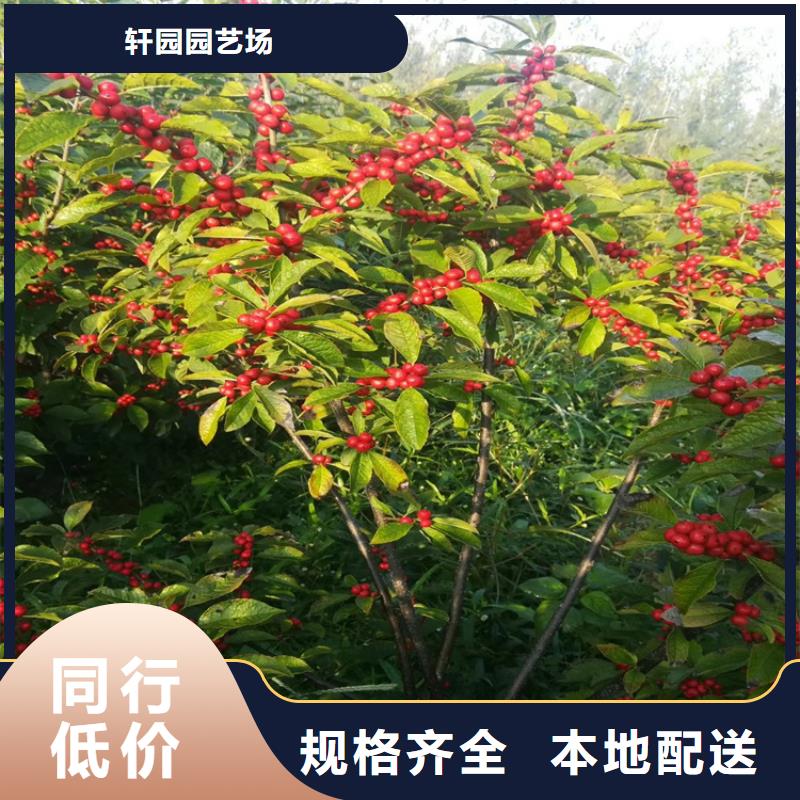 北美冬青桃树苗定金锁价
