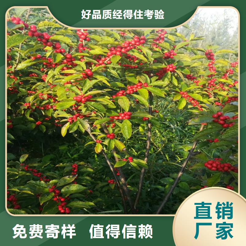 北美冬青樱桃苗自有生产工厂