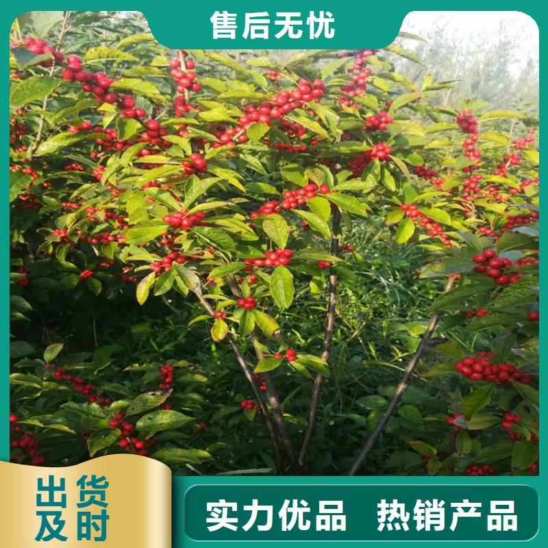 【北美冬青红颜草莓一站式采购商家】