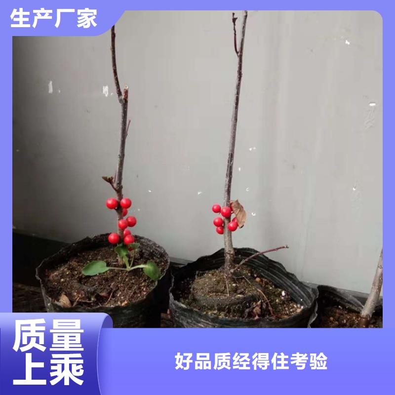 北美冬青樱桃苗精工制作