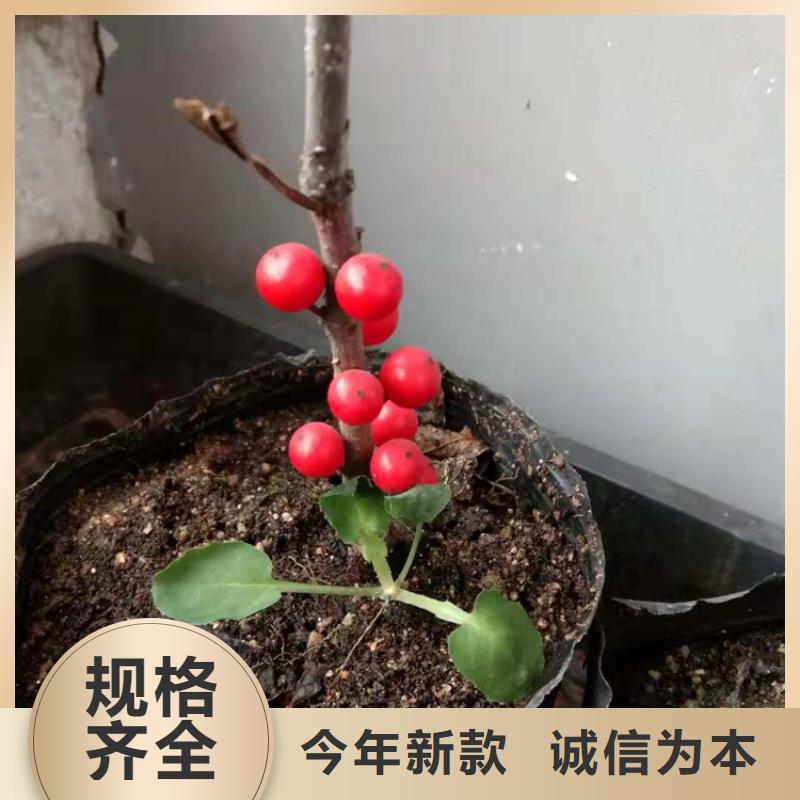 产品视频:同城【轩园】【按需定制真材实料 北美冬青-桃树苗诚信商家】
