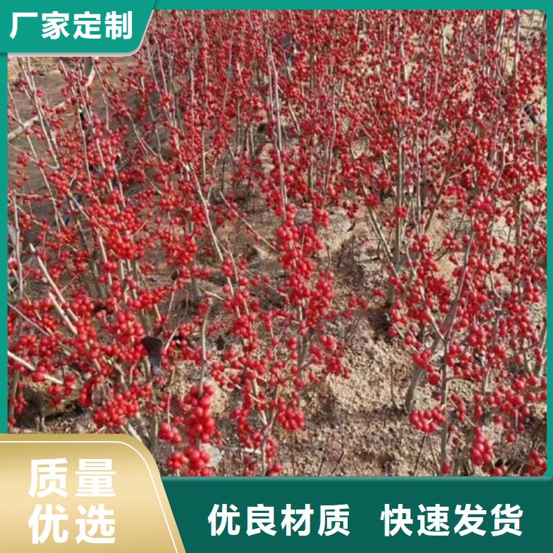 |渝水|分宜|赣州|抚州|吉安|南昌|宜春|九江|上饶轩园【 北美冬青 蓝莓苗支持加工定制】