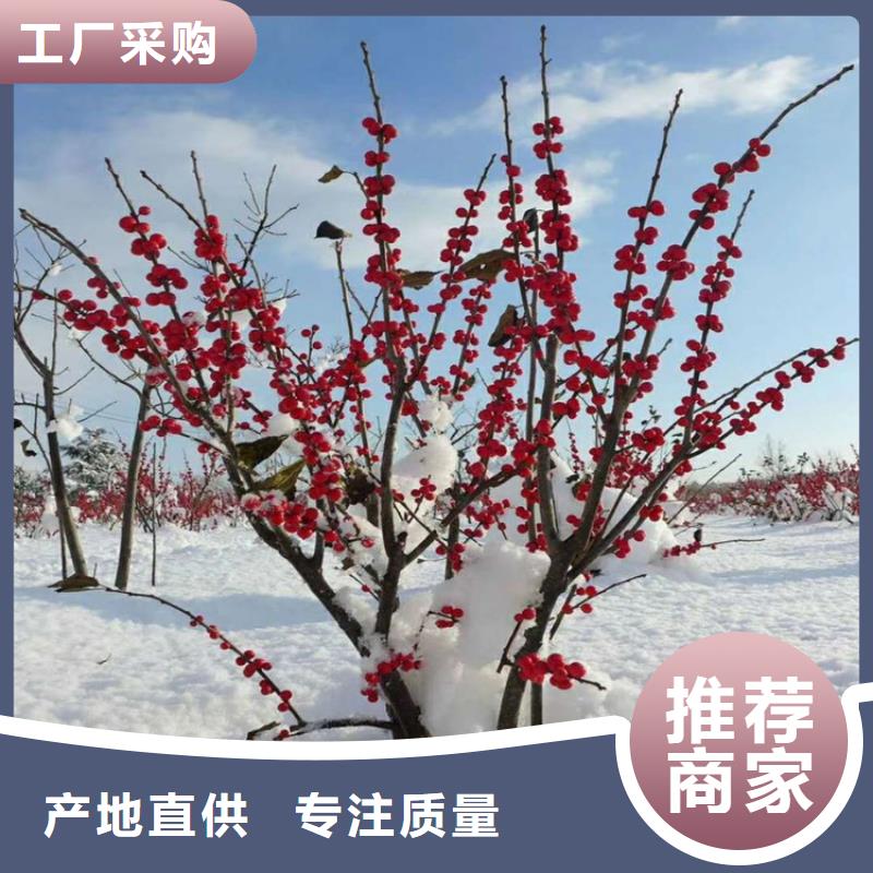 轩园石榴树苗【 北美冬青 蓝莓苗支持加工定制】28354.com