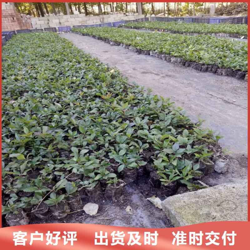 |渝水|分宜|赣州|抚州|吉安|南昌|宜春|九江|上饶轩园【 北美冬青 蓝莓苗支持加工定制】