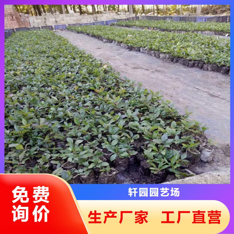 北美冬青樱桃苗精工制作