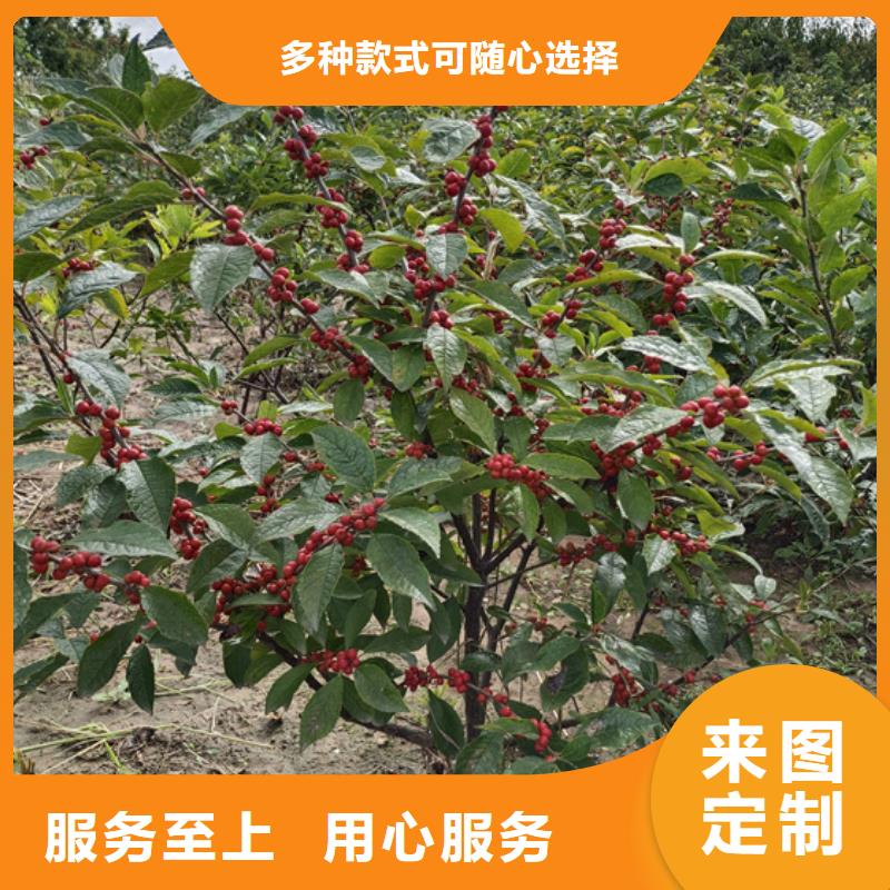 【 北美冬青-樱桃苗厂家型号齐全】-轩园园艺场(邵阳市分公司)|覆盖地域双清|邵东|怀化|衡阳|益阳|株洲|长沙|常德|岳阳