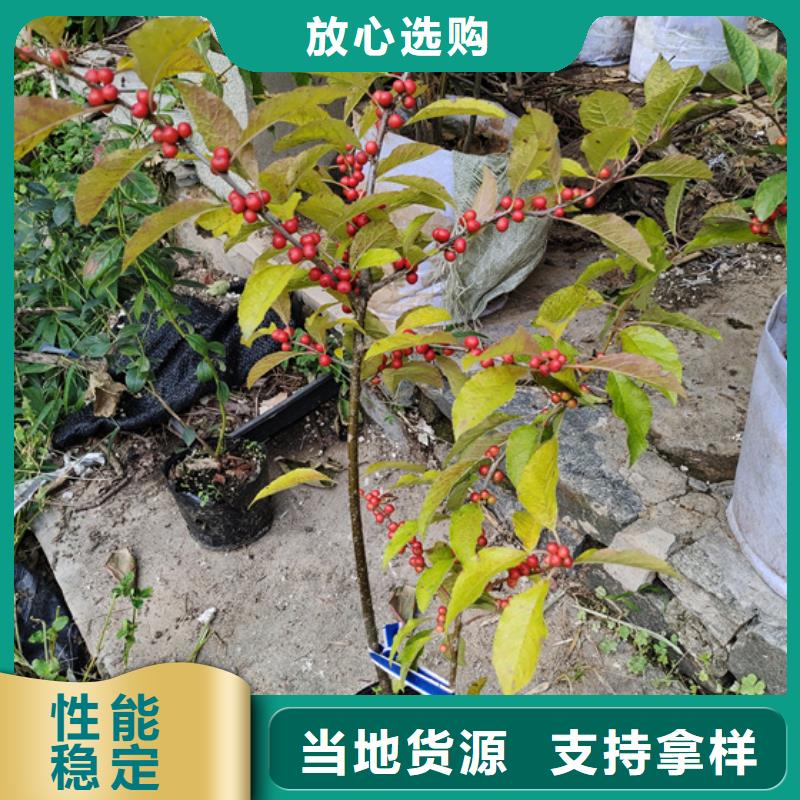 北美冬青,板栗苗好厂家有担当