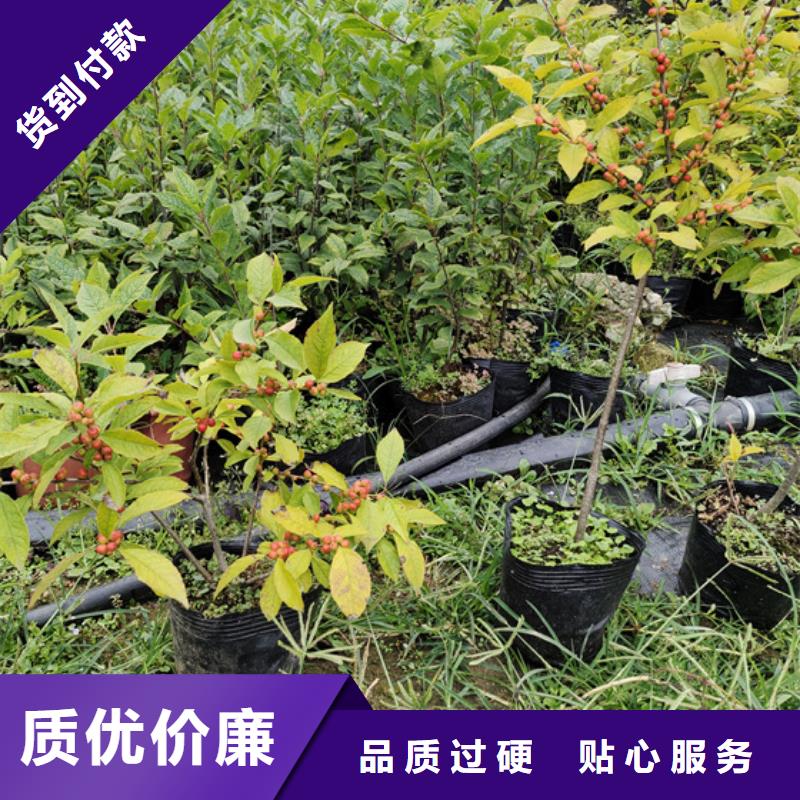 【 北美冬青-樱桃苗厂家型号齐全】-轩园园艺场(邵阳市分公司)|覆盖地域双清|邵东|怀化|衡阳|益阳|株洲|长沙|常德|岳阳