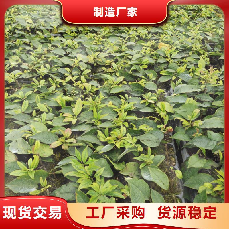北美冬青苹果苗敢与同行比价格