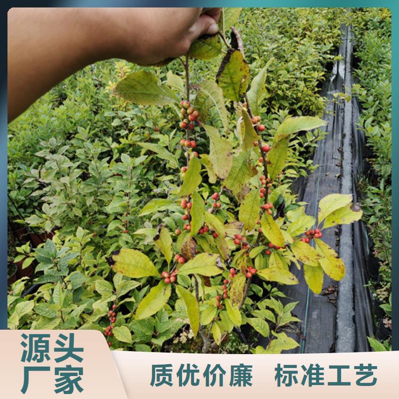 北美冬青苹果苗敢与同行比价格