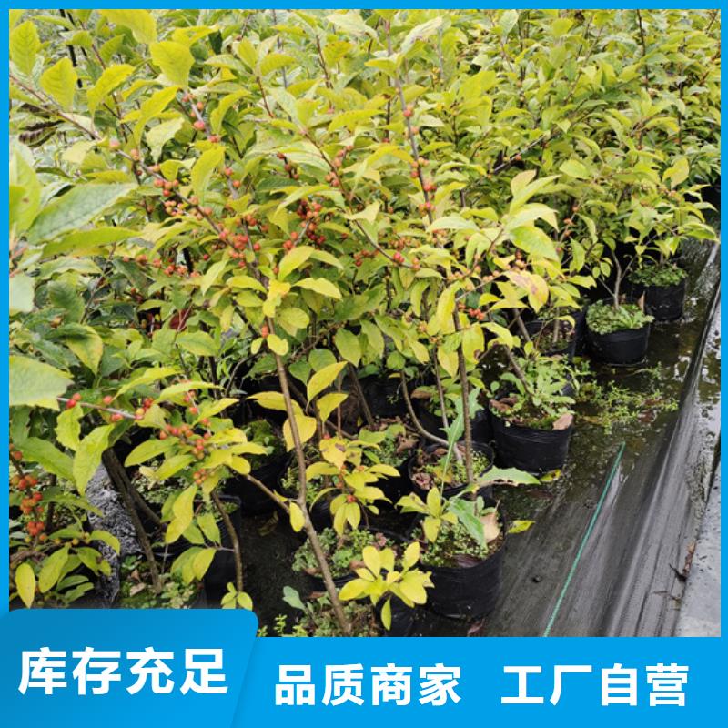 【北美冬青红颜草莓一站式采购商家】