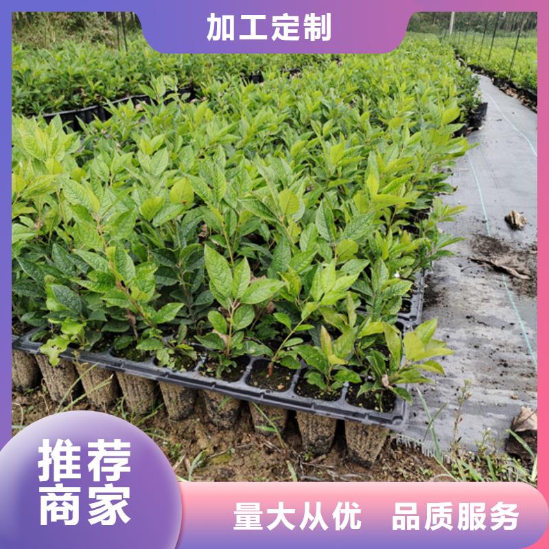 【 北美冬青-桃树苗诚信商家】轩园石榴树苗