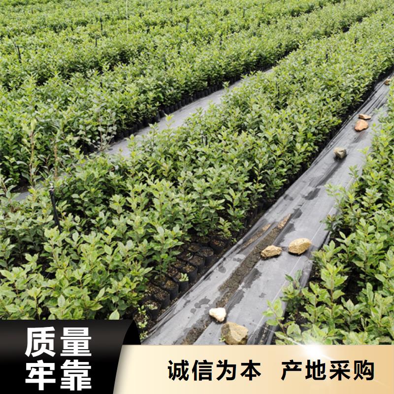 北美冬青樱桃苗自产自销