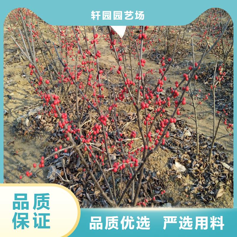 【北美冬青红颜草莓一站式采购商家】