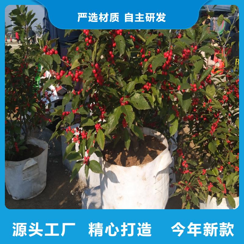 轩园石榴树苗【 北美冬青 蓝莓苗支持加工定制】28354.com