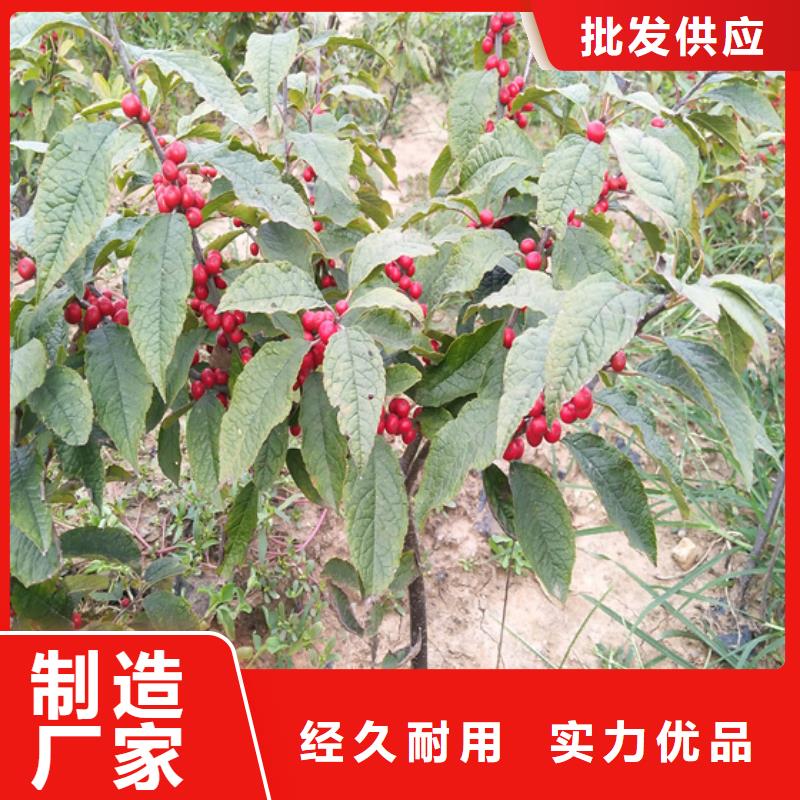 北美冬青苹果苗敢与同行比价格
