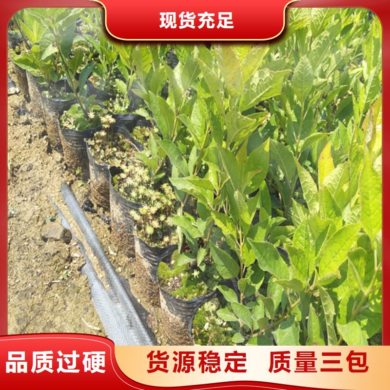 轩园石榴树苗【 北美冬青 蓝莓苗支持加工定制】28354.com