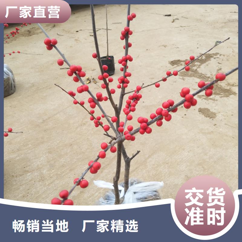 产品视频:同城【轩园】【按需定制真材实料 北美冬青-桃树苗诚信商家】