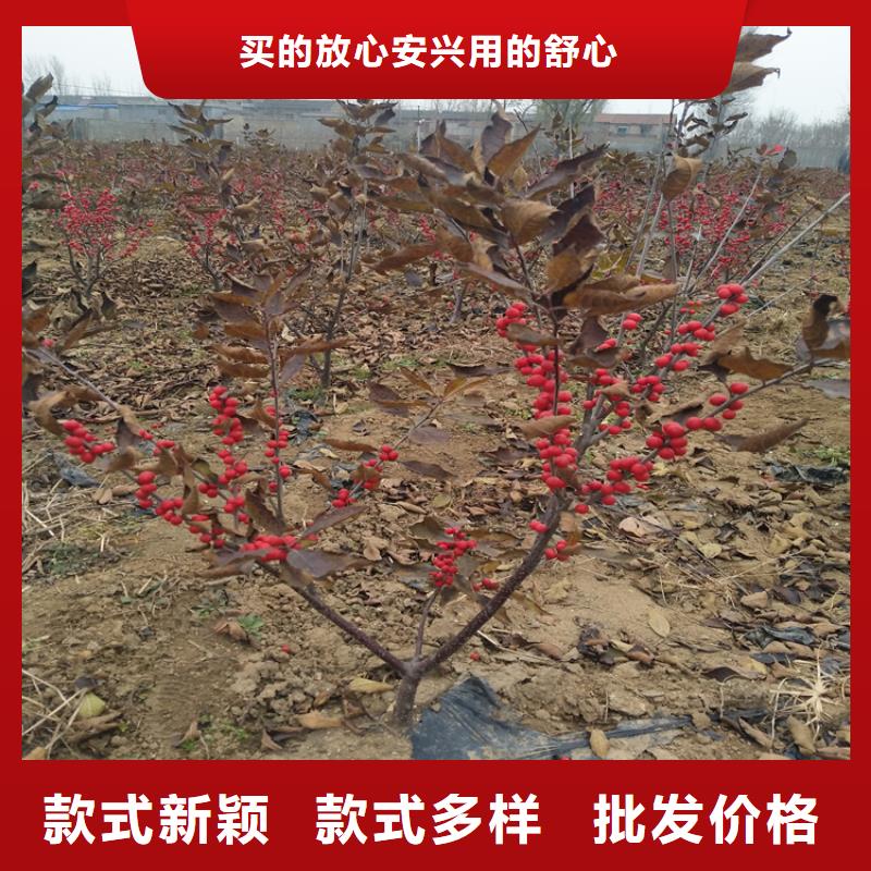 北美冬青,板栗苗好厂家有担当