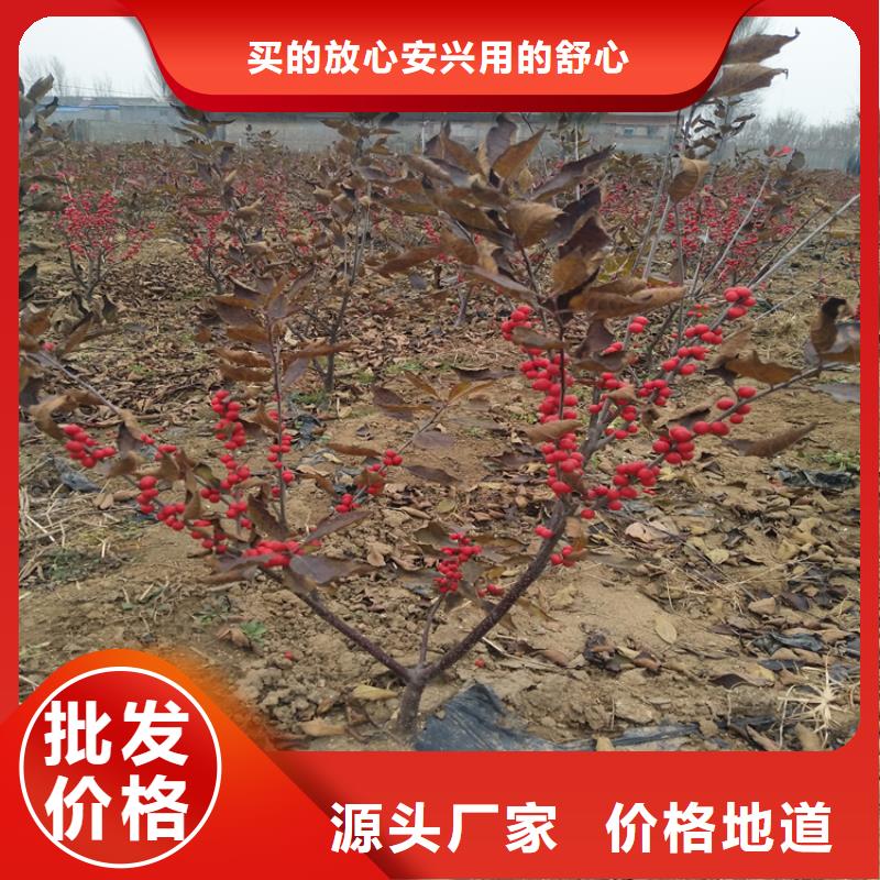 轩园石榴树苗【 北美冬青 蓝莓苗支持加工定制】28354.com