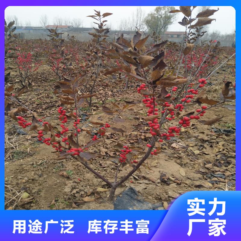 产品视频:同城【轩园】【按需定制真材实料 北美冬青-桃树苗诚信商家】