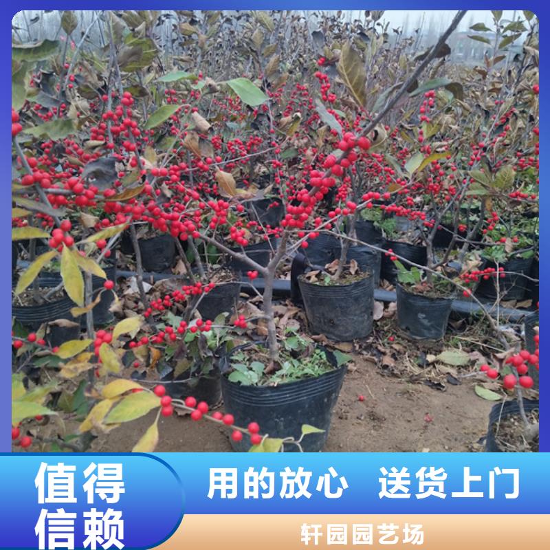 【北美冬青】桃树苗支持货到付清