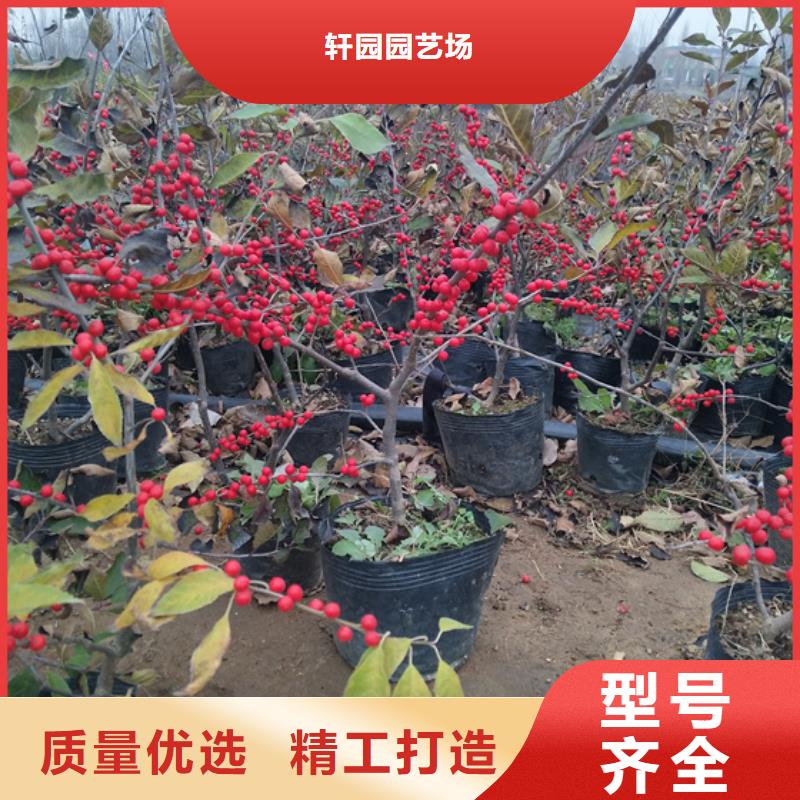 |渝水|分宜|赣州|抚州|吉安|南昌|宜春|九江|上饶轩园【 北美冬青 蓝莓苗支持加工定制】