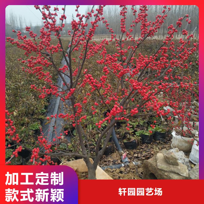 【北美冬青】桃树苗支持货到付清