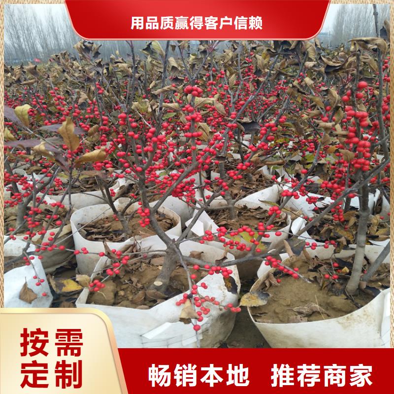 【 北美冬青-樱桃苗厂家型号齐全】-轩园园艺场(邵阳市分公司)|覆盖地域双清|邵东|怀化|衡阳|益阳|株洲|长沙|常德|岳阳