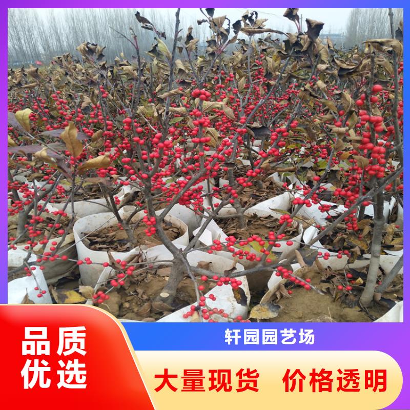 【北美冬青】桃树苗支持货到付清