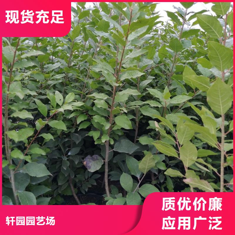 【 北美冬青-桃树苗诚信商家】轩园石榴树苗