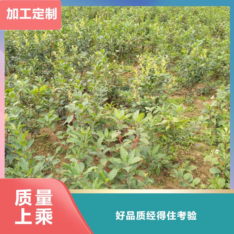 【 北美冬青-樱桃苗厂家型号齐全】-轩园园艺场(邵阳市分公司)|覆盖地域双清|邵东|怀化|衡阳|益阳|株洲|长沙|常德|岳阳