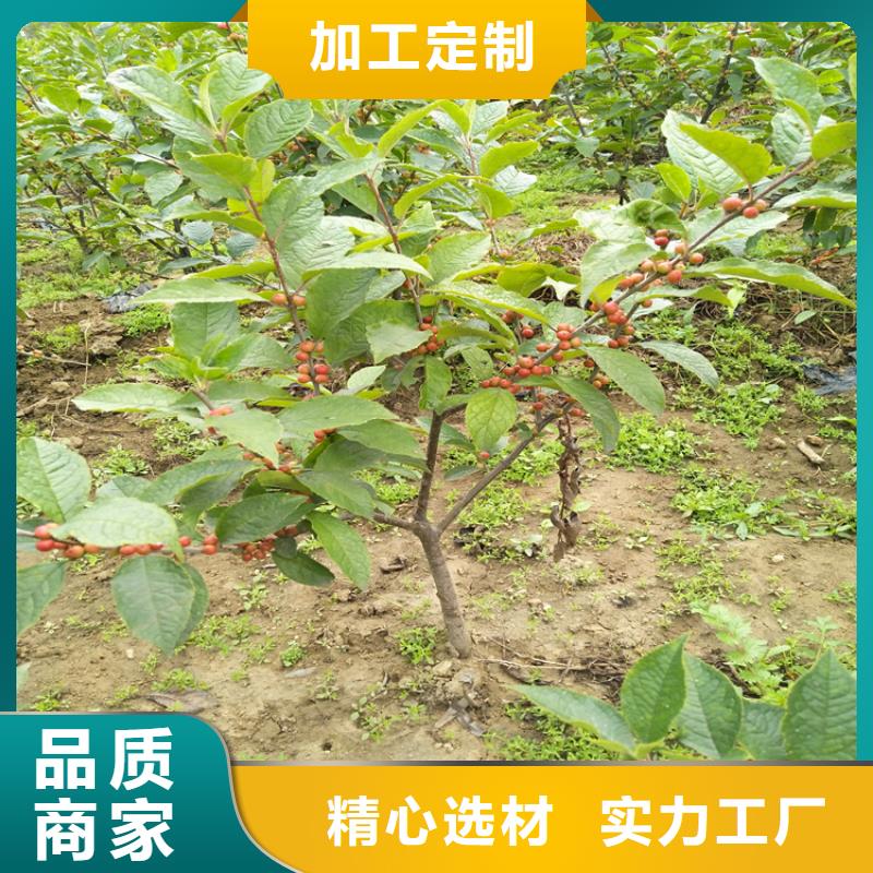 轩园石榴树苗【 北美冬青 蓝莓苗支持加工定制】28354.com