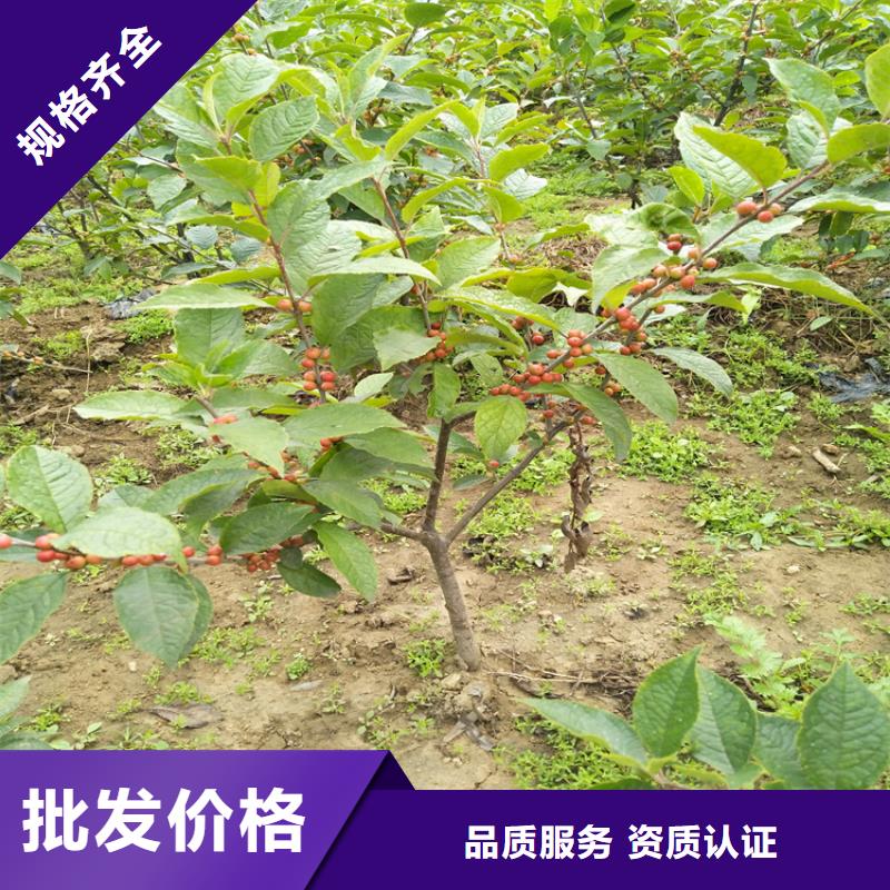 【北美冬青红颜草莓一站式采购商家】
