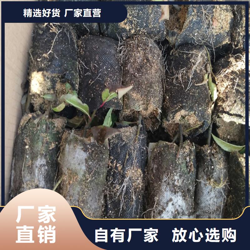 【 北美冬青-樱桃苗厂家型号齐全】-轩园园艺场(邵阳市分公司)|覆盖地域双清|邵东|怀化|衡阳|益阳|株洲|长沙|常德|岳阳