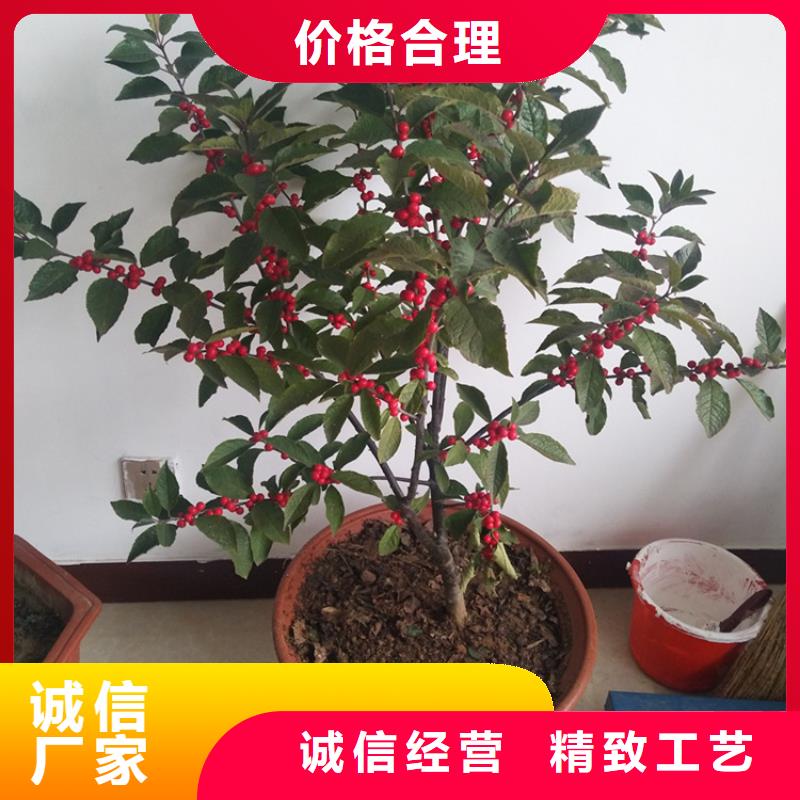 【北美冬青】桃树苗支持货到付清
