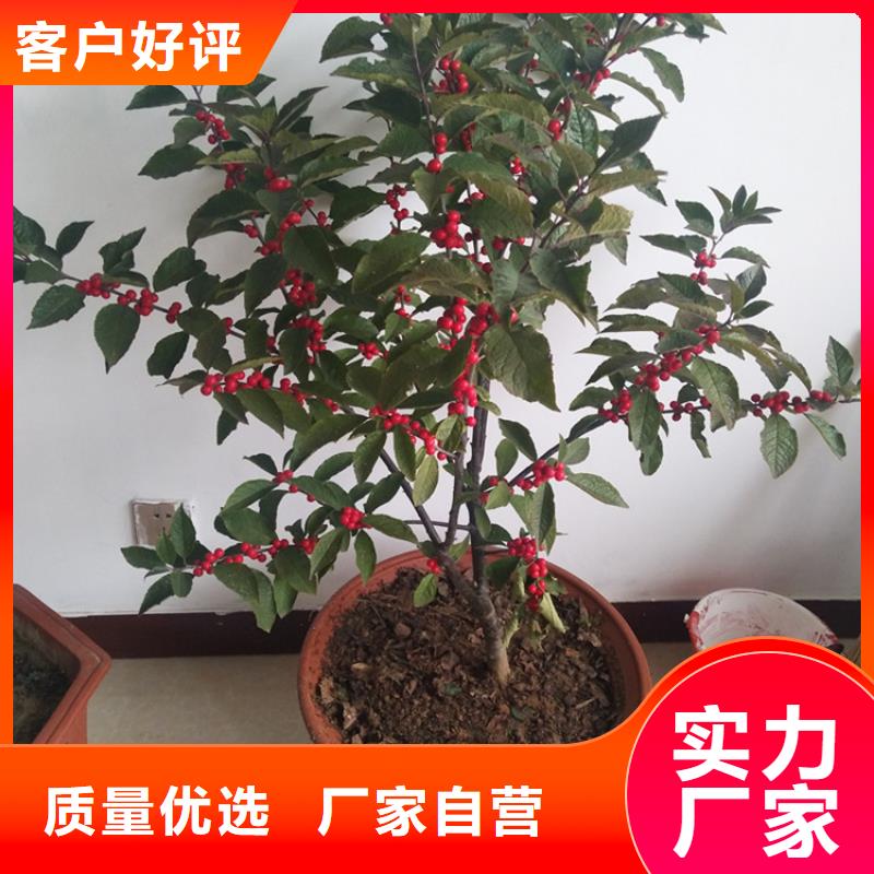 北美冬青苹果苗敢与同行比价格